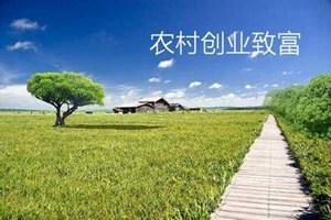 在农村创业好项目有哪些